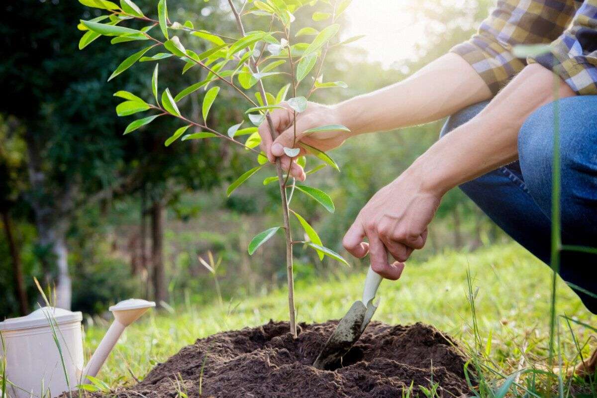 campana de împadurire - agroexpert.md