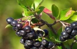 tăieri aronia - agroexpert.md