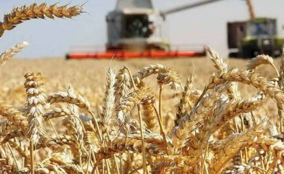Иран занял 7-е место в мире по запасам зерна - agroexpert.md
