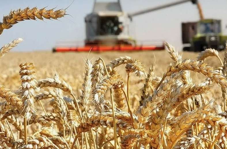 Иран занял 7-е место в мире по запасам зерна - agroexpert.md