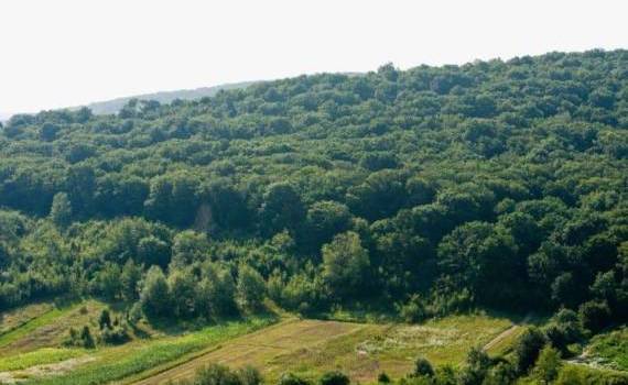 Франция прокредитует поддержку и укрепление лесного сектора Молдовы - agroexpert.md