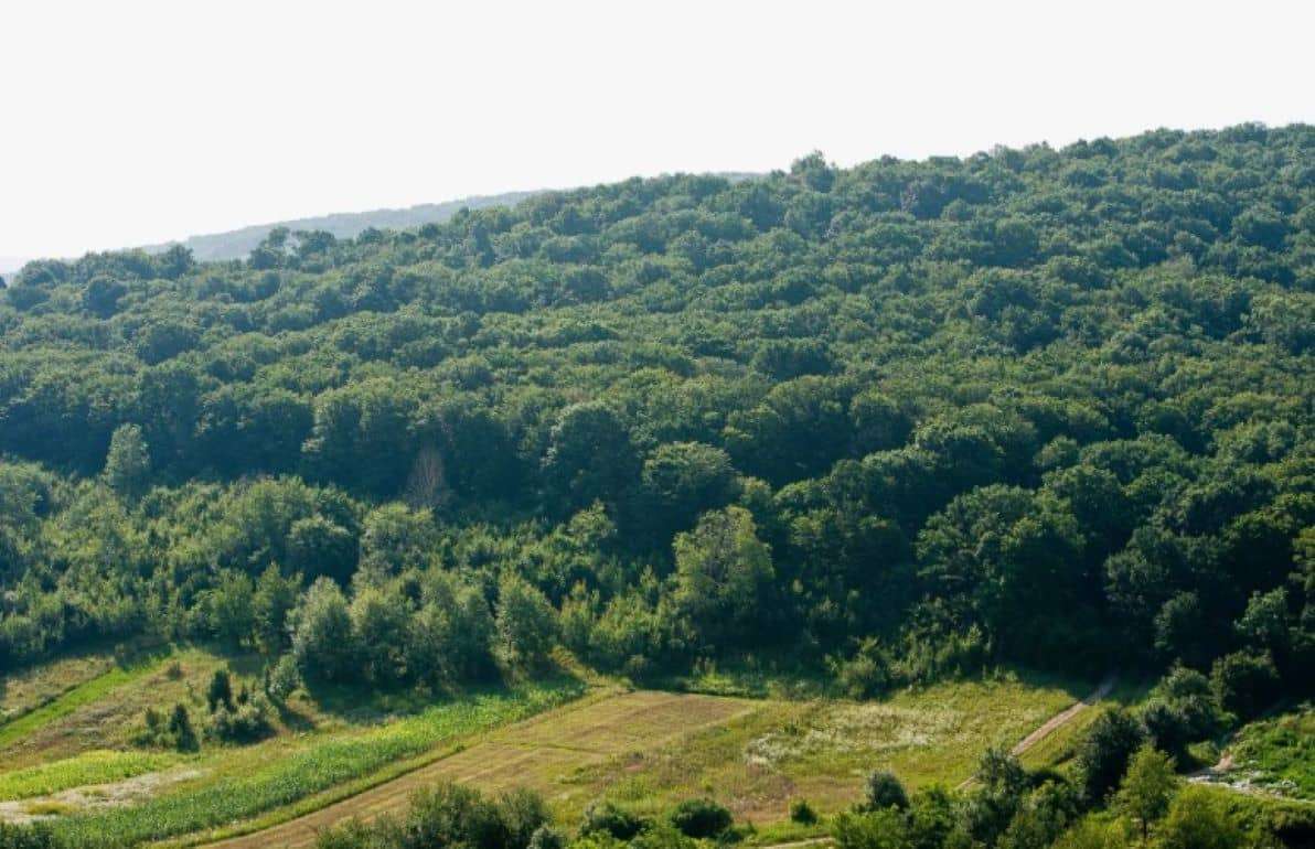 Франция прокредитует поддержку и укрепление лесного сектора Молдовы - agroexpert.md