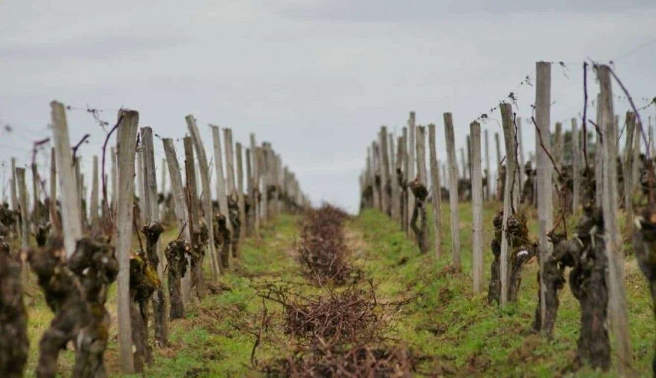 Австралийские фермеры уничтожили десятки миллионов виноградных лоз - agroexpert