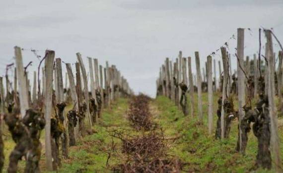 Австралийские фермеры уничтожили десятки миллионов виноградных лоз - agroexpert