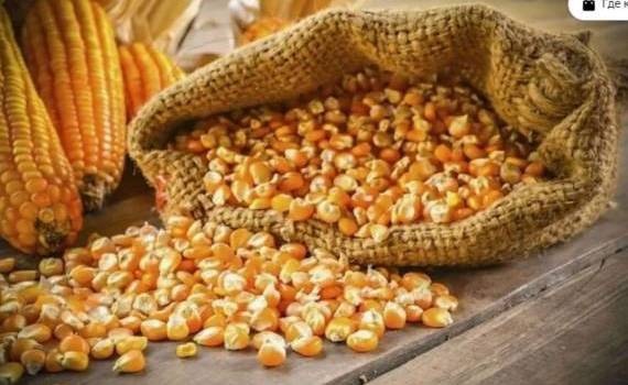 Цены на украинскую кукурузу будут расти на пике спроса импортеров - agroexpert.md