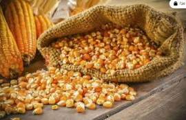 Цены на украинскую кукурузу будут расти на пике спроса импортеров - agroexpert.md
