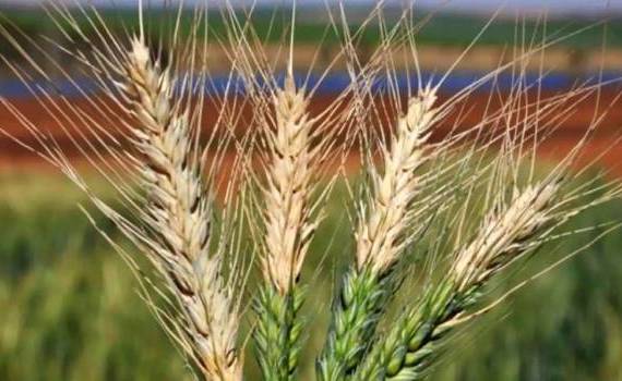 В Германии опасаются потери урожая из-за нового заболевания пшеницы - agroexpert.md