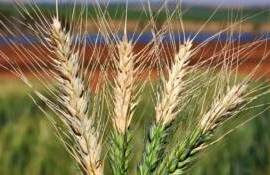 В Германии опасаются потери урожая из-за нового заболевания пшеницы - agroexpert.md