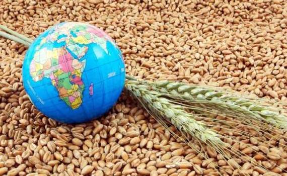 FAO: В феврале цены на все основные зерновые культуры снизились - agroexpert.md