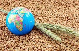 FAO: В феврале цены на все основные зерновые культуры снизились - agroexpert.md