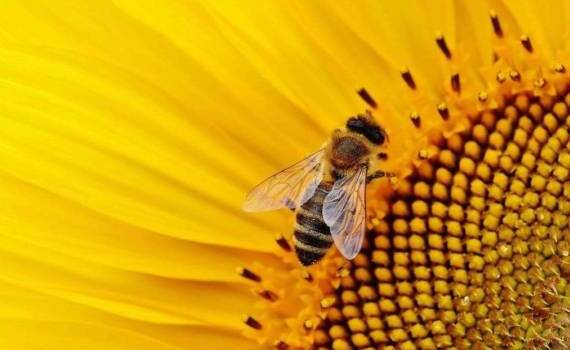 Как защитить подсолнечник и не повредить пчелам - agroexpert.md
