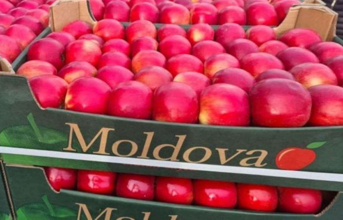 Почему рост экспорта молдавских яблок на нетрадиционные рынки мал? - agroexpert.md   