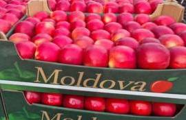 Почему рост экспорта молдавских яблок на нетрадиционные рынки мал? - agroexpert.md   
