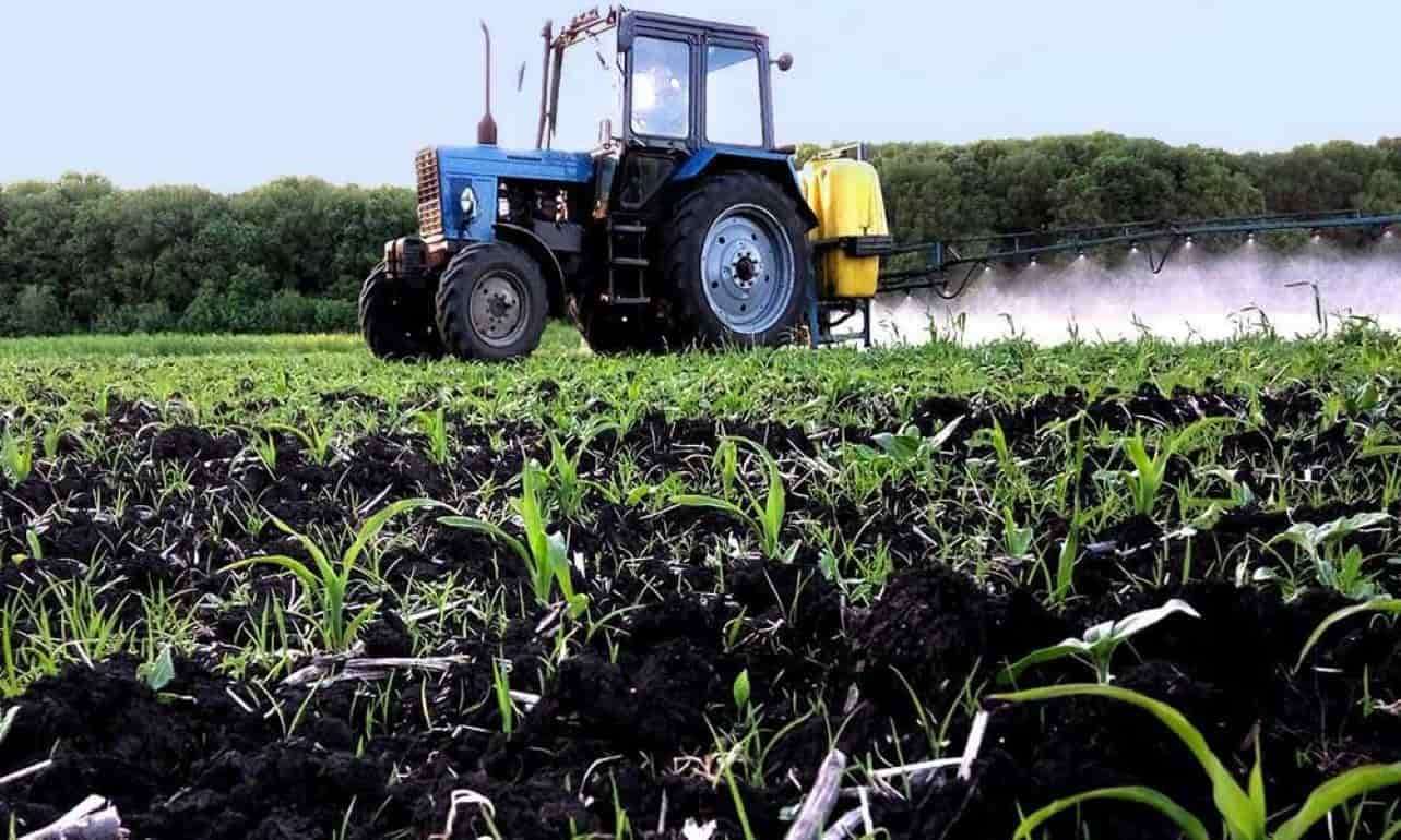 Как правильно выбрать почвенную защиту для подсолнечника и кукурузы - agroexpert.md