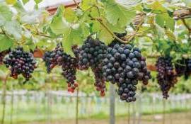 Георге Габерь: Субсидирование орошаемых виноградников должно учитывать реалии