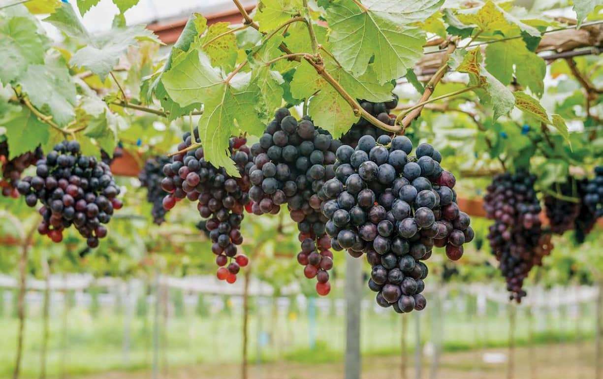 В Молдове субсидирование орошаемых виноградников должно учитывать реалии - agroexpert.md