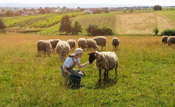 Dezvoltarea sectorului de ovine și caprine - agroexpert.md