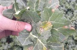 Как эффективно защитить рапс от фомоза в севообороте с короткой ротацией - agroexpert.md