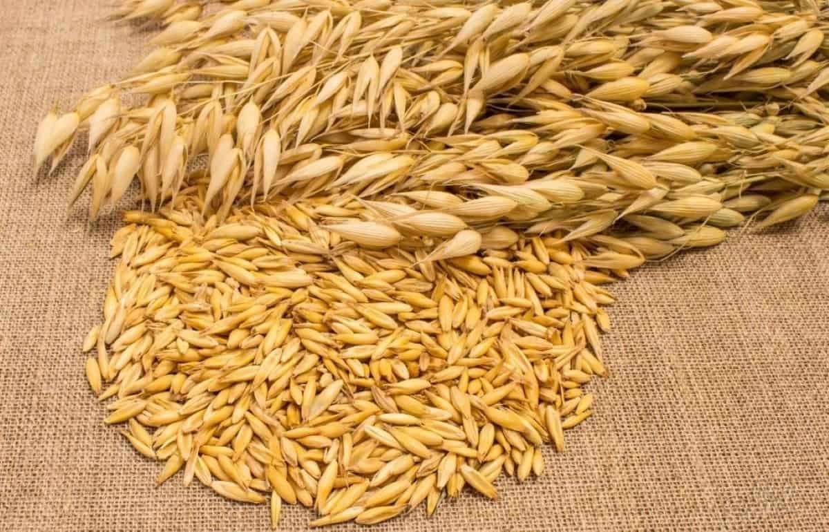 Евросоюз сдает позиции по пшенице и делает ставку на овес - agroexpert.md