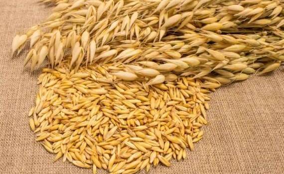 Евросоюз сдает позиции по пшенице и делает ставку на овес - agroexpert.md