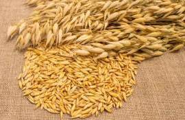 Евросоюз сдает позиции по пшенице и делает ставку на овес - agroexpert.md