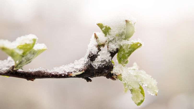 Protejarea pomilor de îngheț: Ce să faci când temperaturile scad - agroexpert.md