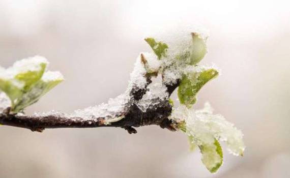 Protejarea pomilor de îngheț: Ce să faci când temperaturile scad - agroexpert.md