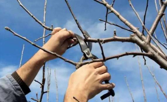 Как ускорить плодоношение деревьев? Методы стимулирования - agroexpert.md