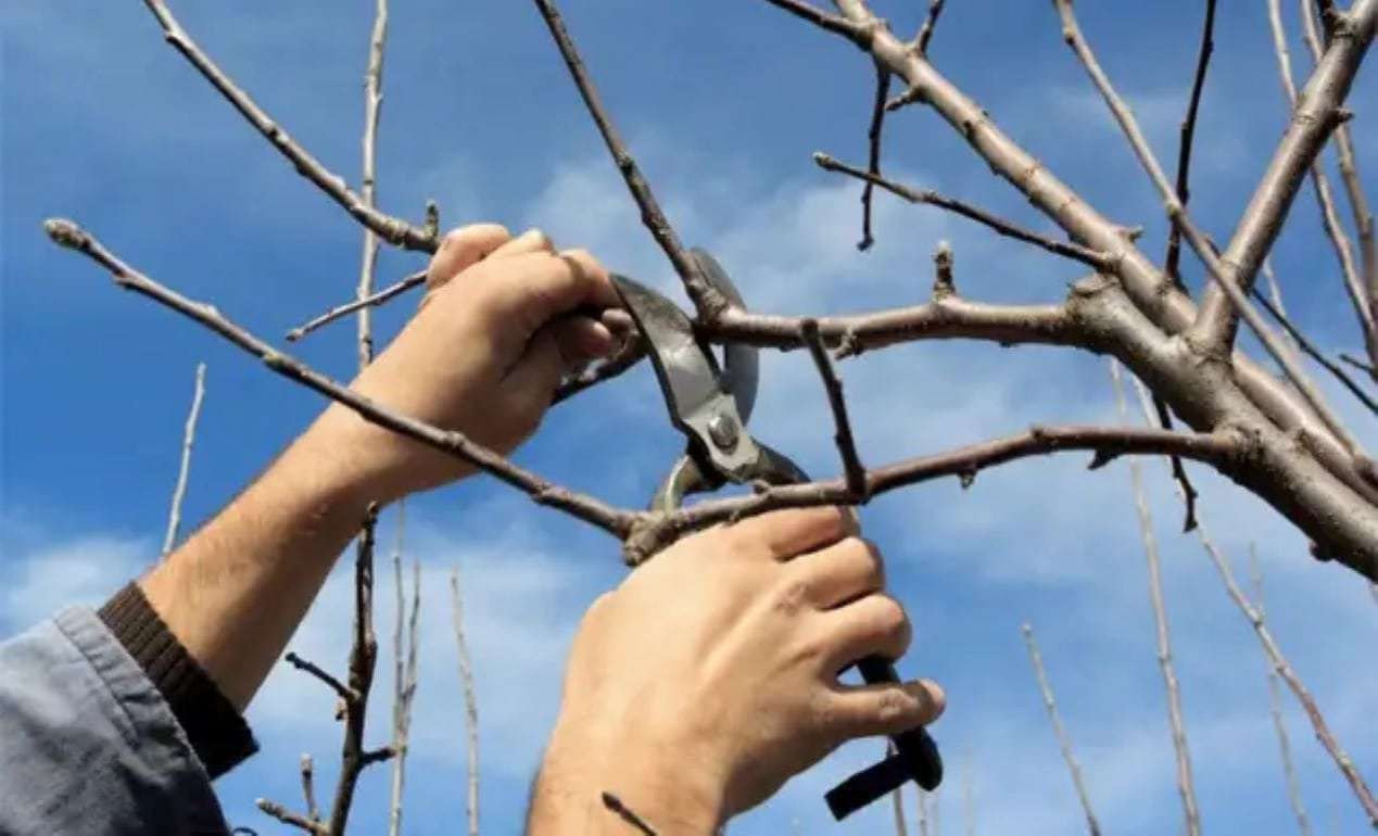 Как ускорить плодоношение деревьев? Методы стимулирования - agroexpert.md