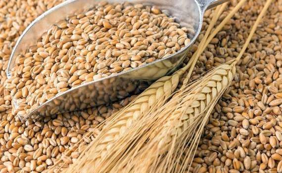 export cereale România - agroexpert.md