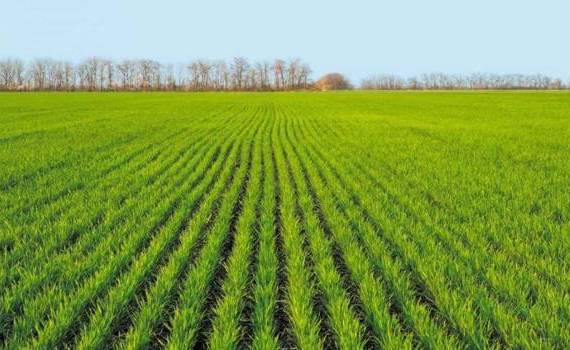 Влияние погоды на посевы зерновых и масличных у главных стран - экспортеров - agroexpert.md