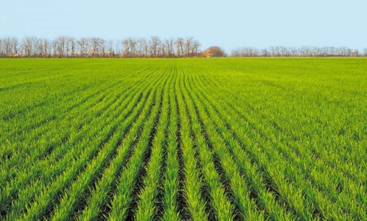 Влияние погоды на посевы зерновых и масличных у главных стран - экспортеров - agroexpert.md