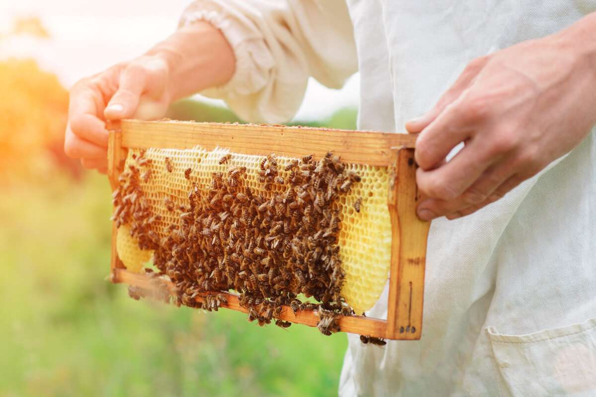 apicultori - agroexpert.md