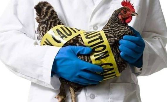 Focarele de gripa aviară și pestă porcină africană au fost eradicate - agroexpert.md