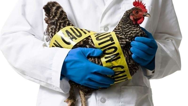 Focarele de gripa aviară și pestă porcină africană au fost eradicate - agroexpert.md
