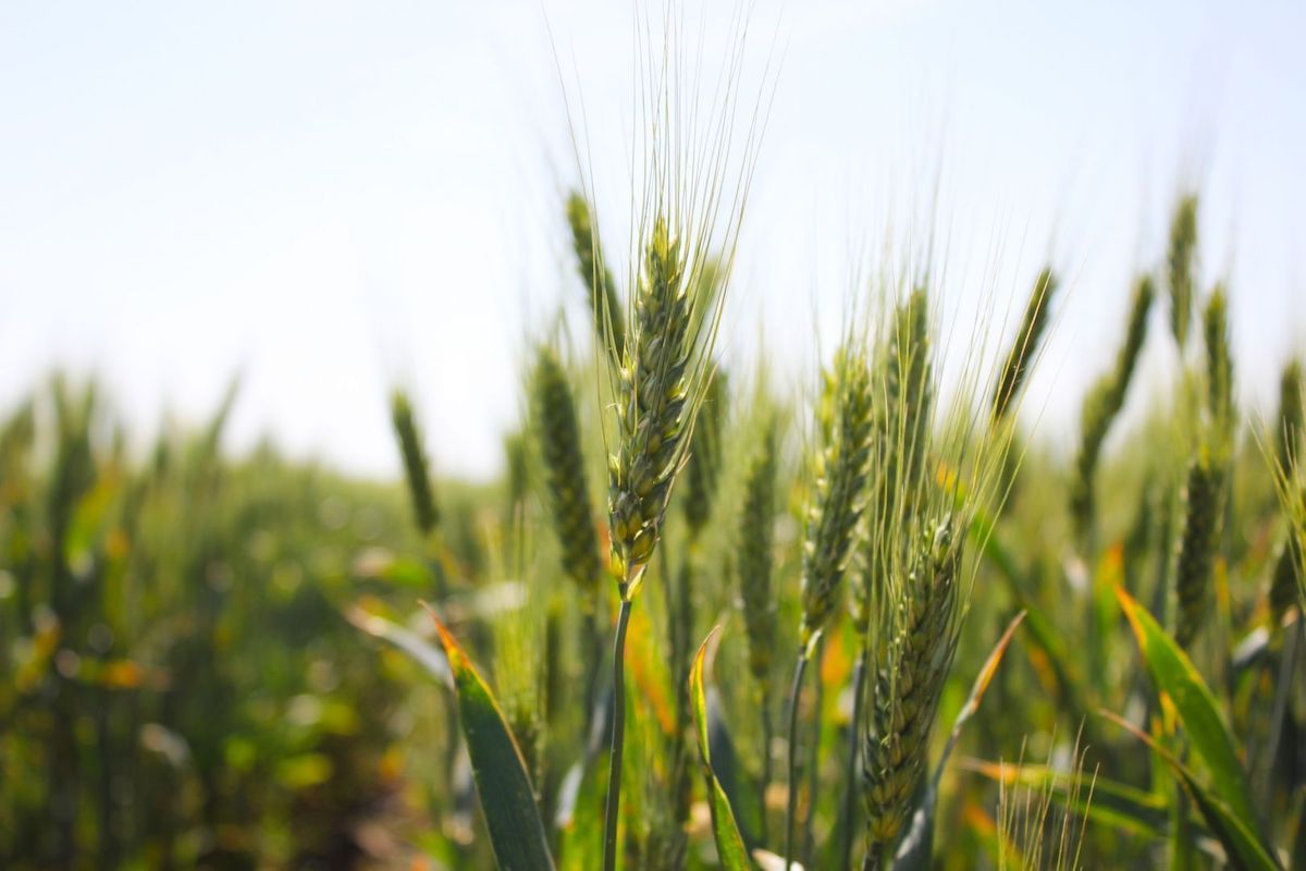 Болезни озимой пшеницы в осенний период
