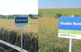 Kinsidro Nutri – Un fertilizant foliar unic