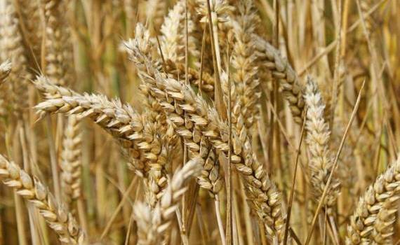 В ЕС урожай мягкой пшеницы сезона 2024/25 может заметно сократиться - agroexpert.md