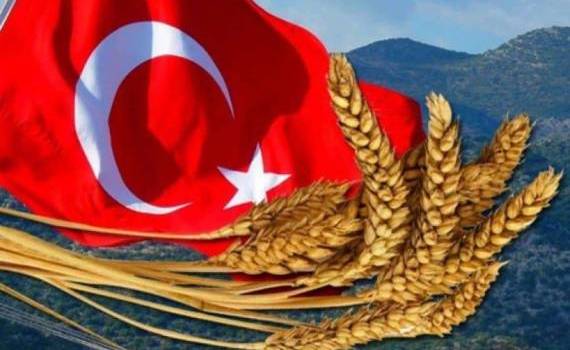 Турция в 2023/24 МГ может стать вторым в мире экспортером пшеницы дурум - agroexpert.md