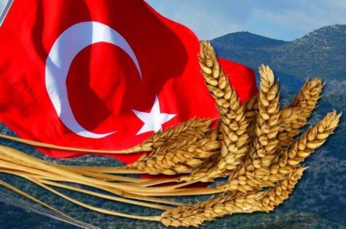 Турция в 2023/24 МГ может стать вторым в мире экспортером пшеницы дурум - agroexpert.md