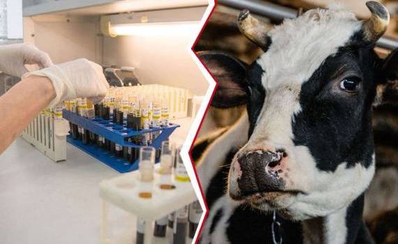 Беспрецедентная ситуация в США: птичий грипп обнаружен у молочных коров - agroexpert.md