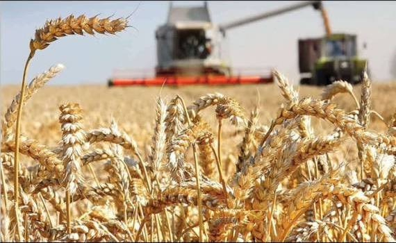 Общее производство зерновых в Румынии в 2023 году увеличилось - agroexpert.md
