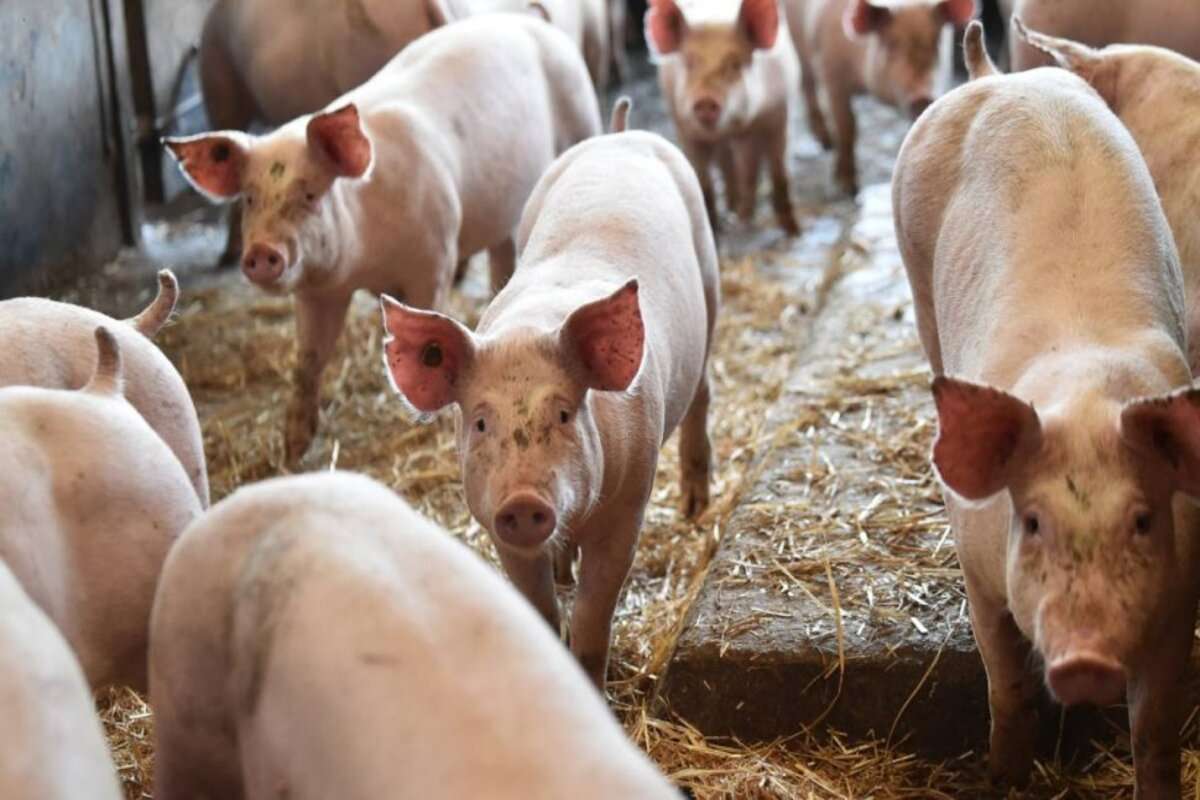un caz pesta porcina - agroexpert.md
