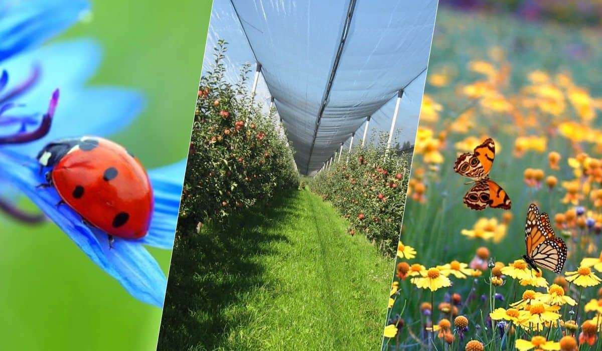 Способ защиты садов с меньшим количеством «химии» - цветочные поля - agroexpert.md