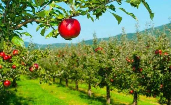 Rezistența pomilor fructiferi la secetă - agroexpert.md