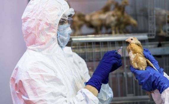 В Европе вакцинация против птичьего гриппа признается успешной - agroexpert.md