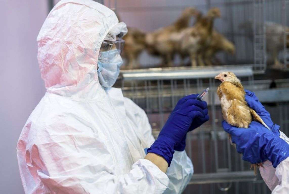 В Европе вакцинация против птичьего гриппа признается успешной - agroexpert.md