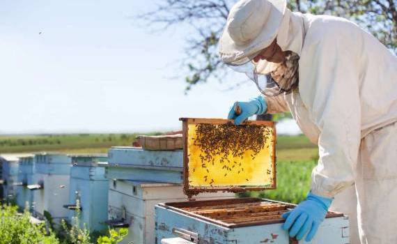 afaceri apicole - agroexpert.md