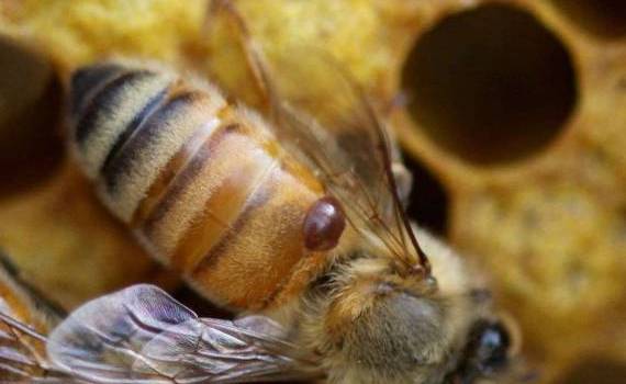 Чем тропилелапсоз пчел отличается от варроатоза - agroexpert.md
