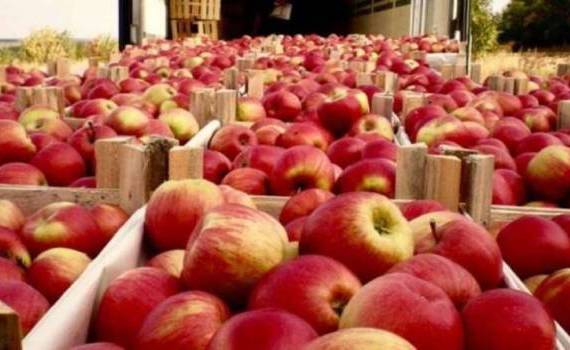 В марте Молдова значительно увеличила экспорт яблока в ЕС - agroexpert.md